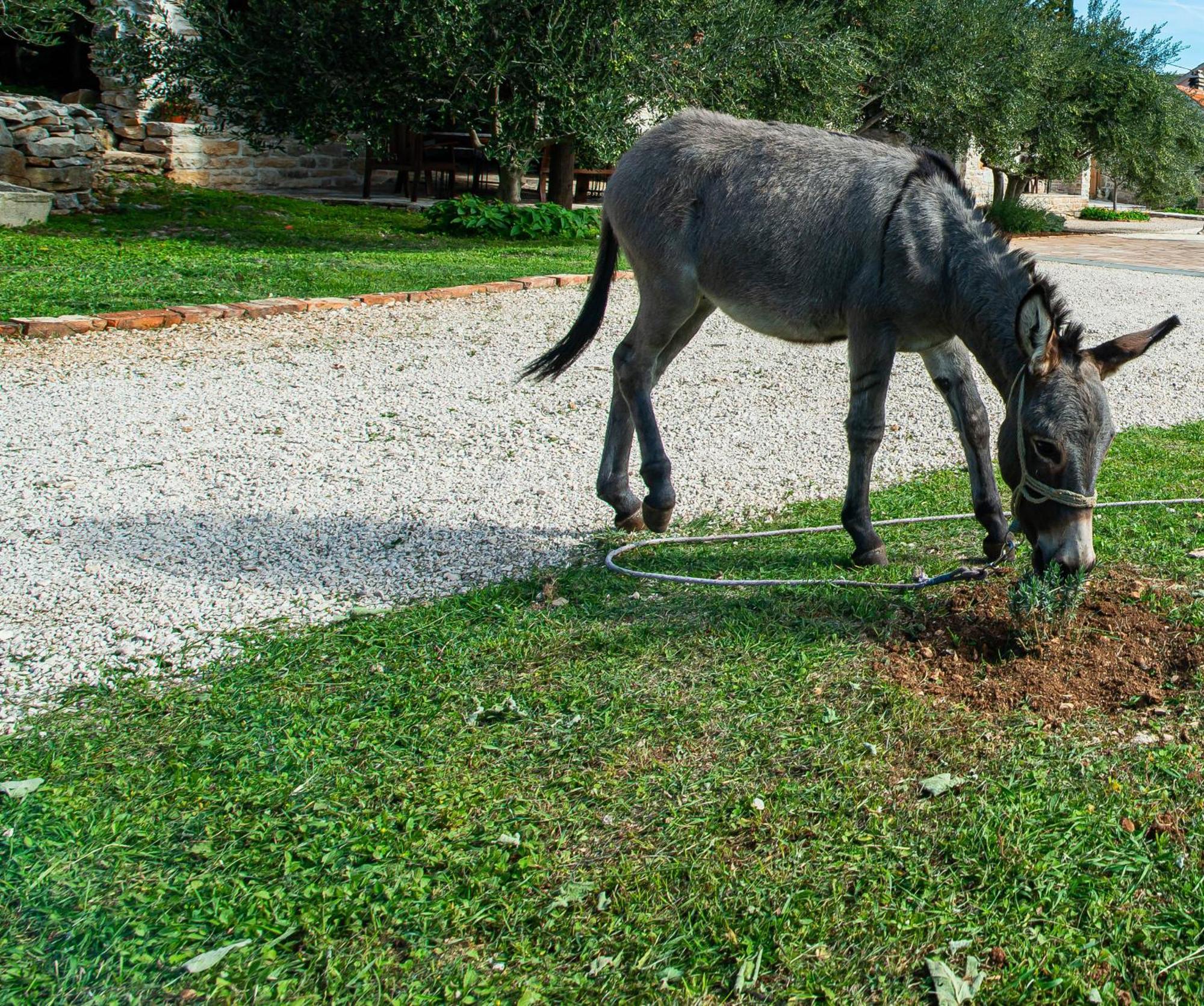 Dalmatian Country House Irena Bruska エクステリア 写真